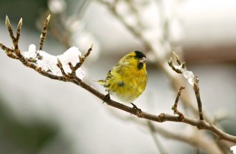 Erlenzeisig auf einem Zweig im Winter | © Nadine Wolf