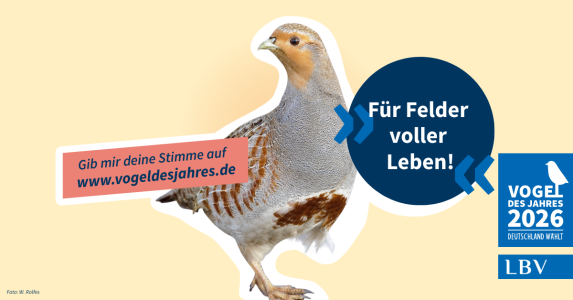 Ein Rebhuhn wird als Vogel des Jahres 2026 vom LBV präsentiert, mit dem Slogan "Für Felder voller Leben".