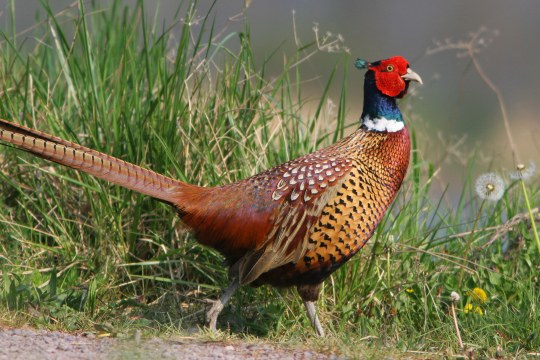 Fasan auf einer Wiese in voller Größe | © Zdenek Tunka