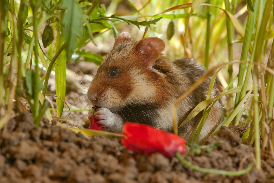 Feldhamster frisst an einer Blume | © Andreas Hartl