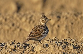 Feldlerche steht auf sandigem Untergrund und ist gut getarnt | © Marcus Bosch