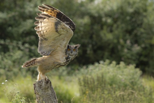 Uhu | © R. Roessner