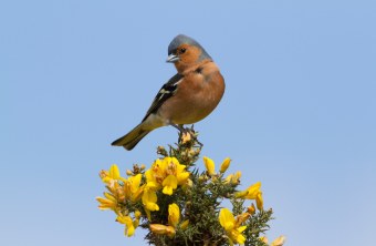 Buchfink | © Rosl Rößner