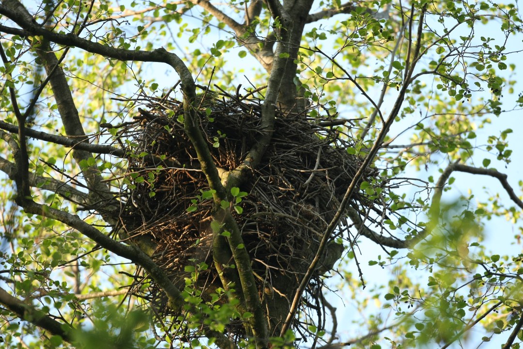 Leeres Habichtnest | © Zdenek Tunka
