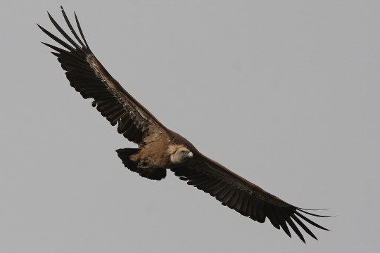 Gänsegeier im Flug am Himmel | © Dr. Christoph Moning
