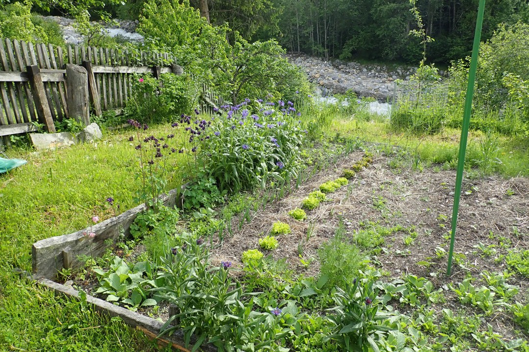 Flächenkompost im Gemüsegarten | © Birgit Helbig