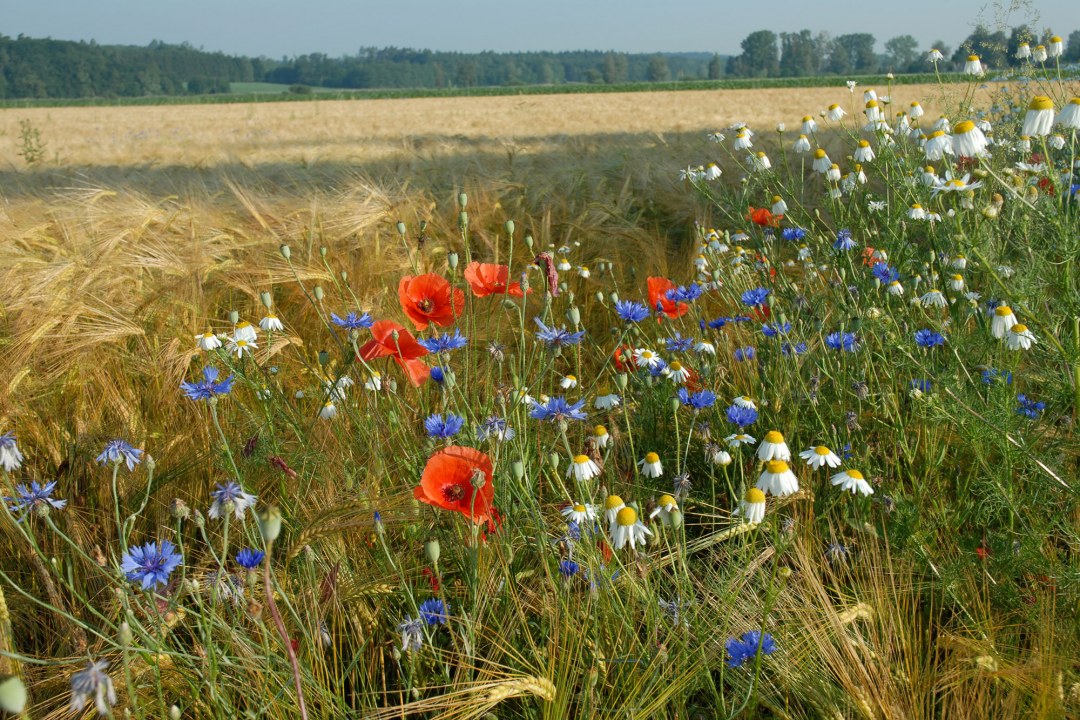 Getreidefeld mit Blühstreifen, wo viele bunte BLumen wie Mohn wachsen | © Dr. Eberhard Pfeuffer