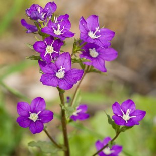 Gewöhnlicher Frauenspiegel - Legousia speculum-veneris | © Thomas Dürst