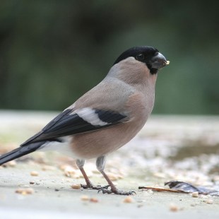 Gimpel-Weibchen auf einer Oberfläche, wo Futter verstreut ist | © Reinhold-Peisker