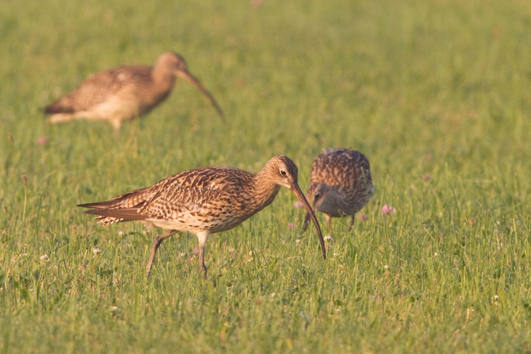 Drei Große Brachvögel auf einer Wiese | © Andreas Hartl