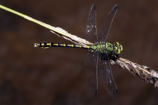 Grüne Keiljungfer, eine Libellenart | © Dr. Andreas von Lindeiner