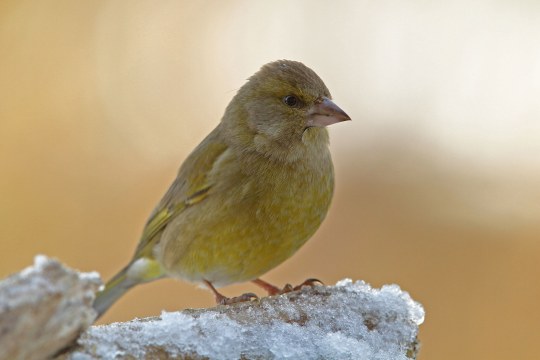 Grünfink auf vereistem Ast im Winter | © Dr. Christoph Moning