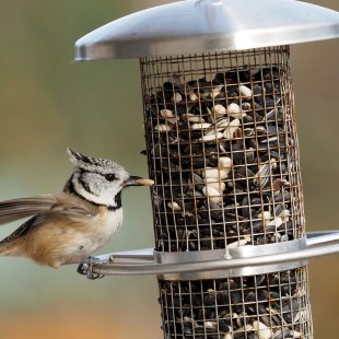 Haubenmeise an einer Futtersäule, die mit Sonnenblumenkernen gefüllt ist | © Ludwig Holl