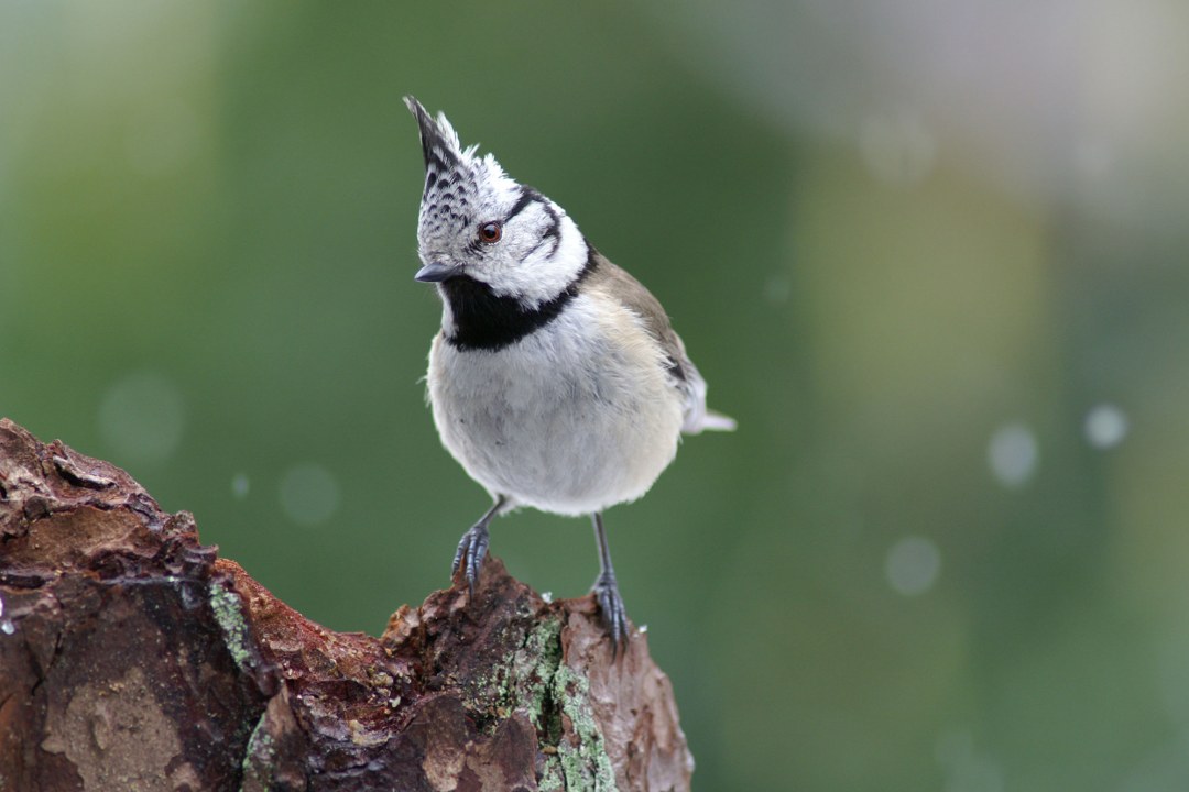 Eine Haubenmeise sitzt auf einem Ast | © LBV
