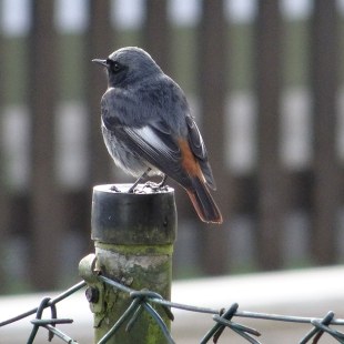 Hausrotschwanz von hinten auf einem Zaun | © Maria Bauer