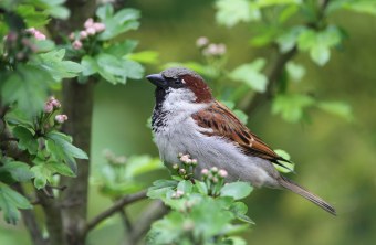 Haussperling im Baum | © Dr. Christoph Moning