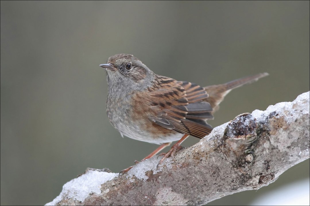 Heckenbraunelle auf einem frostigen Ast | © Mark Kumke
