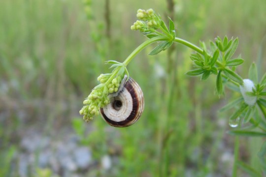 Heide-Schnecke | © Christiane-Geidel