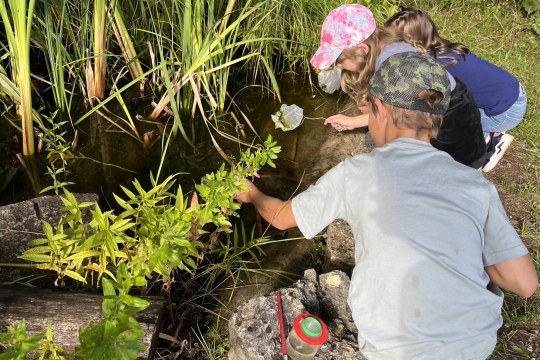 Kinder erforschen mit Keschern einen Teich | © Anne Busch