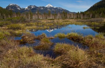 Hochmoor mit Bergen im Hintergrund | © Andreas Hartl