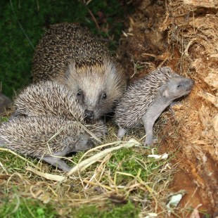 Igelmutter mit drei kleinen Jungigeln | © Dieter Hopf