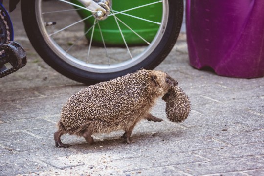 Igelmutter trägt ihr Baby im Maul über einen Hof | © Nils Dinter