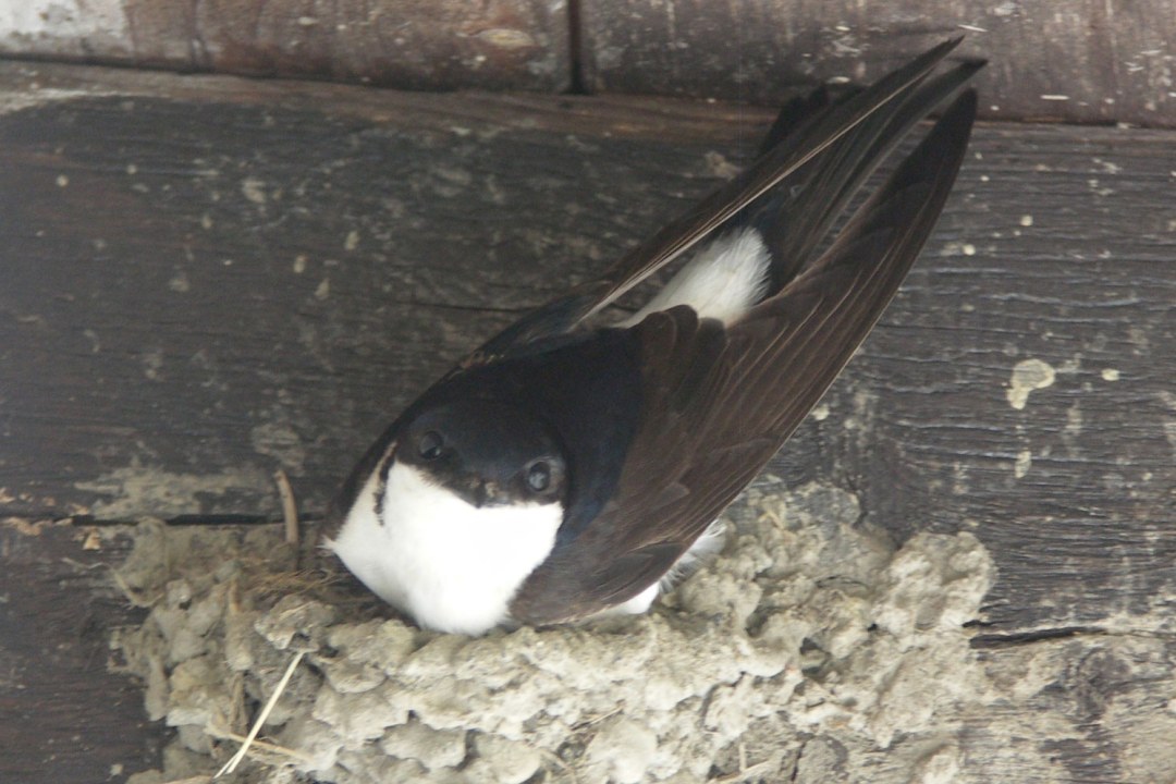 Mehlschwalbe im Nest | © Ingolf Hermann