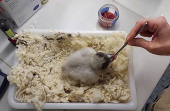 Junger Bartgeier wird gefüttert | © P. Rodriguez/Junta de Andalucia