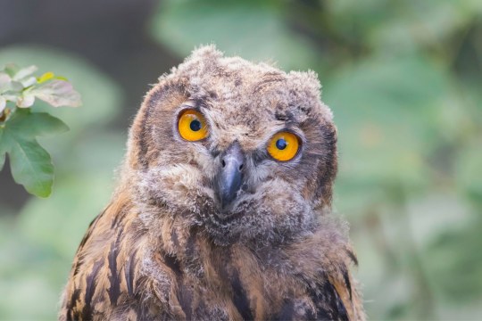 Uhu Jungvogel | © Markus Glässel