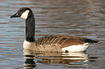 Branta canadensis