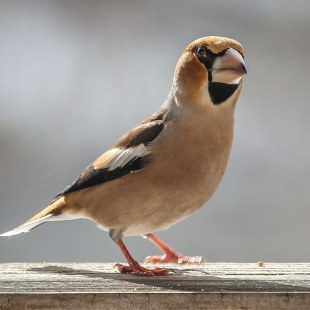 Kernbeißer | © Dieter Renner