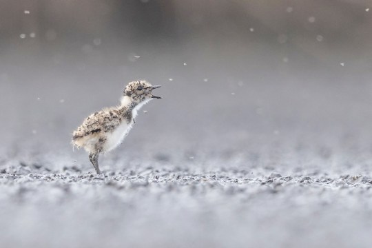 Kiebitz Jungvogel steht da und ruft | © Gunther Zieger