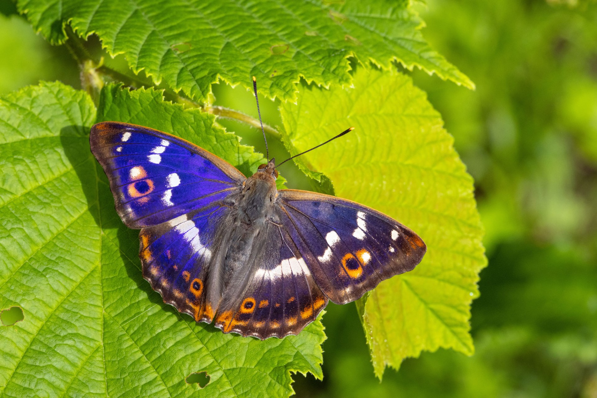 Ein kleiner Schillerfalter sitzt auf einem Blatt | © Frank Derer