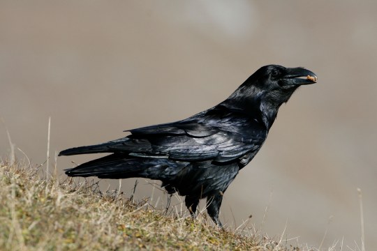 Kolkrabe auf einer Wiese, hat etwas im Schnabel | © Hans-Joachim Fünfstück