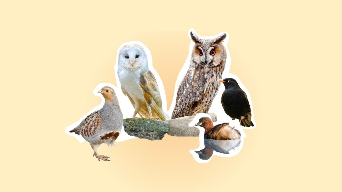 Fünf verschiedene Vogelarten, darunter Eule und Schleiereule, auf einem Ast vor hellem Hintergrund, symbolisieren den LBV.