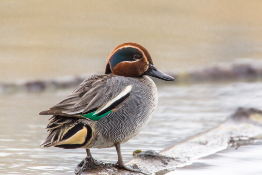 Krickenten-Männchen steht auf einem Baum, der im Wasser liegt | © Ralph Sturm