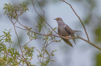 Kuckuck im Baum | © Gunther Zieger