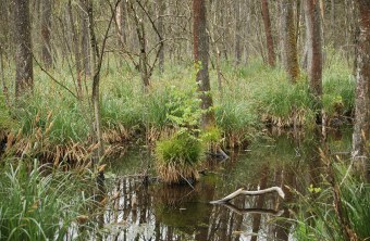 Moor im LBV-Schutzgebiet Rainer Wald | © Eva Schubert