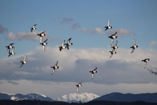 Reiherenten am Starnberger See | © Andrea Gehrold