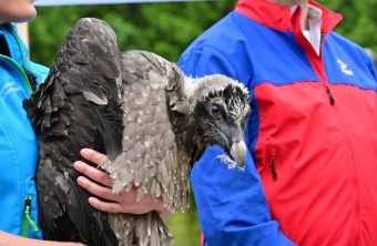Magdalena Deelmann mit Bartgeier Generl | © Hansruedi Weyrich