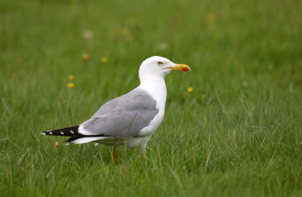 Adulte Mittelmeermöwe im Gras | © Frank Derer