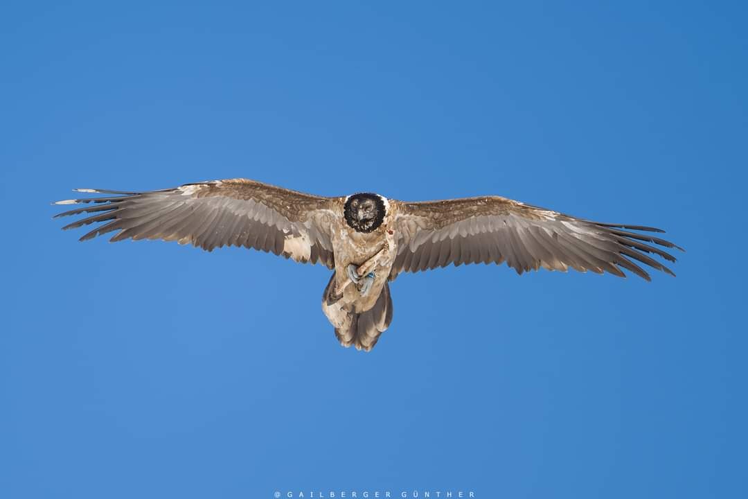Nepomuk mit Knochen |© Günther Gailberger