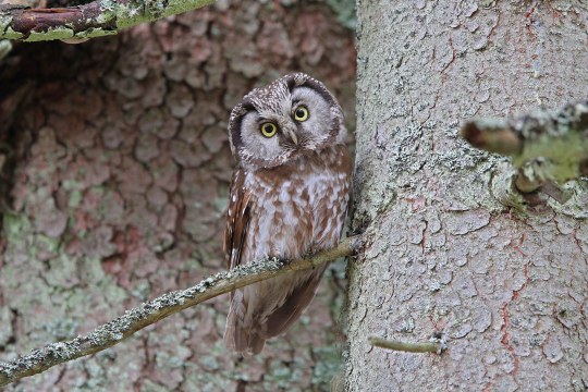 Raufußkauz auf einem Ast | © Dr. Christoph Moning