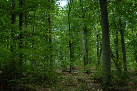 Naturnaher Buchenwald in der Rhön | © Dr. Eberhard Pfeuffer