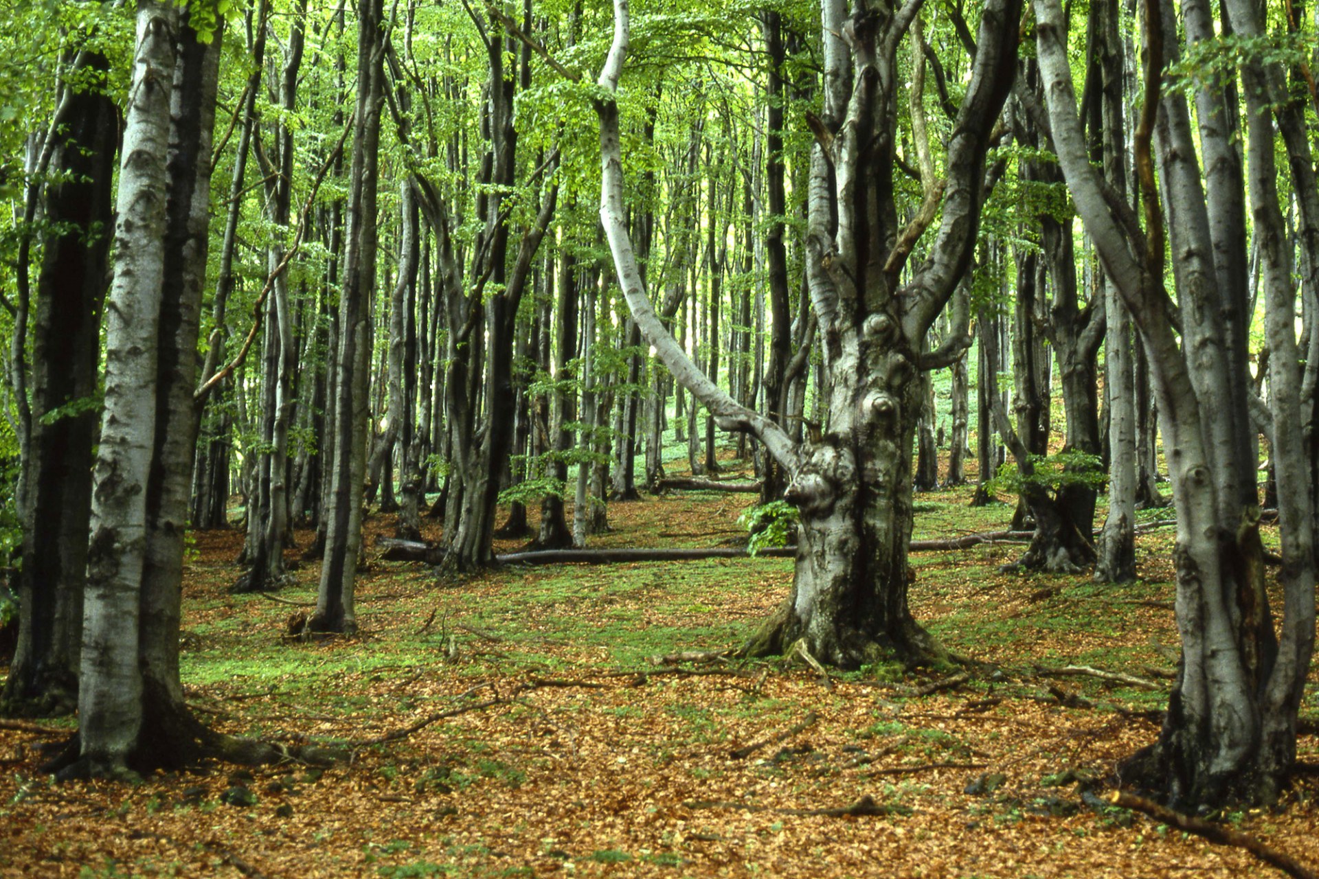 Naturnaher Buchenwald in der Rhön | © Dr. Eberhard Pfeuffer