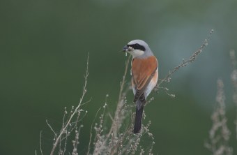 Neuntöter auf Blühfläche | © Hartwig Brönner