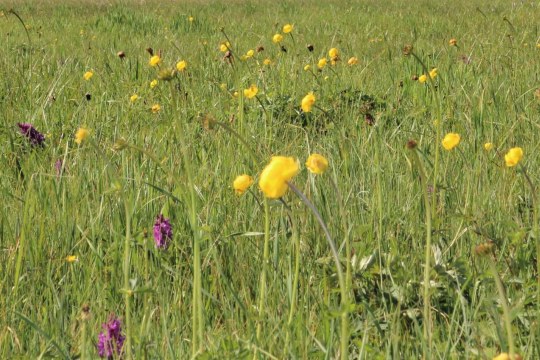Orchideen und Trollblumen auf Wiese im Niedermoor | © Elisabeth Wöllf