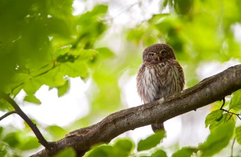 Sperlingskauz | © Ingo Zahlheimer