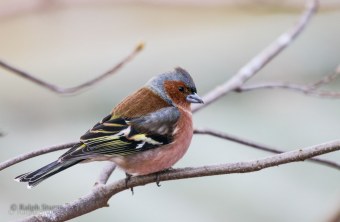 Buchfink | © Ralph Sturm