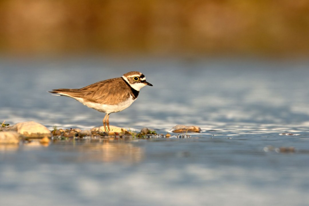 Flussregenpfeifer | © Stefan Masur